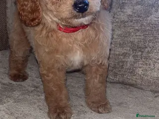 Cockapoo dogs Red Cockerpoo Puppies - Advert 1