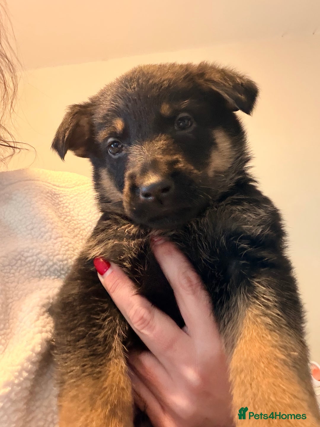 German Shepherd dogs for sale: 4x German shepard  pups females available  - Advert 10
