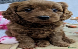 Cavapoo dogs for sale: Waiting List now open - DARK RED PREMIUM QUALITY - Image 22
