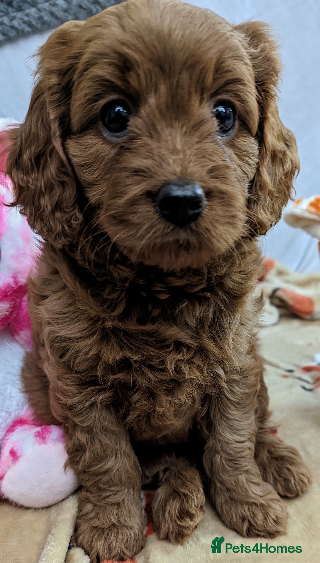 Cavapoo dogs for sale: Waiting List now open - DARK RED PREMIUM QUALITY - Image 22