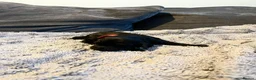 Cockapoo dogs for sale: Coming soon!  - Advert 3