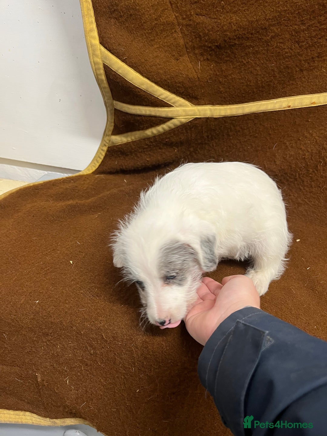 Jackapoo dogs for sale: Beautiful Jackapoo Puppies, READY NOW - Image 21