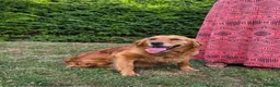 Golden Retriever dogs for sale: Working Goldie Retriever  - Advert 1
