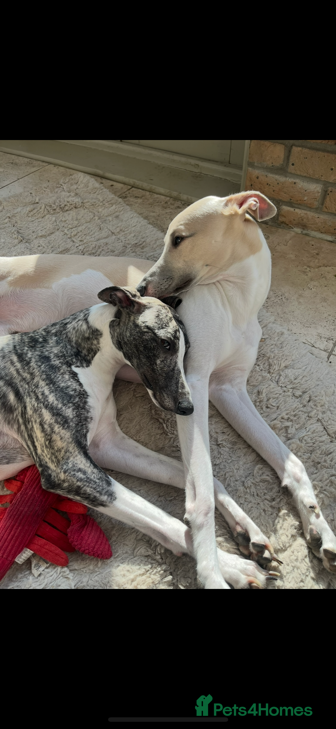 Whippet dogs Whippet puppies for sale - Advert 1