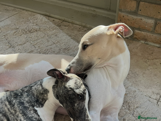 Whippet dogs Whippet puppies for sale - Advert 8