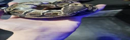 Python Snake reptiles for sale: Ball pythan and set up £150 - Advert 1