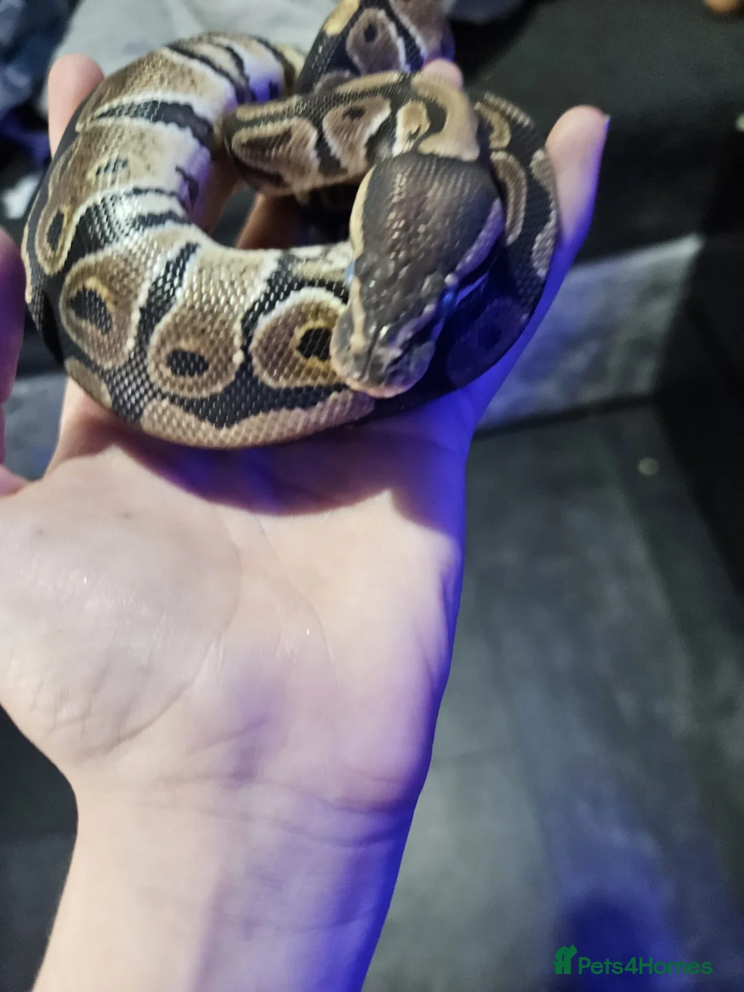 Python Snake reptiles for sale: Ball pythan and set up £150 - Advert 1
