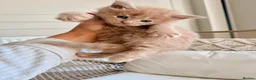 Maine Coon cats for sale: Stunning chunky Mainecoons  in Teignmouth - Advert 3