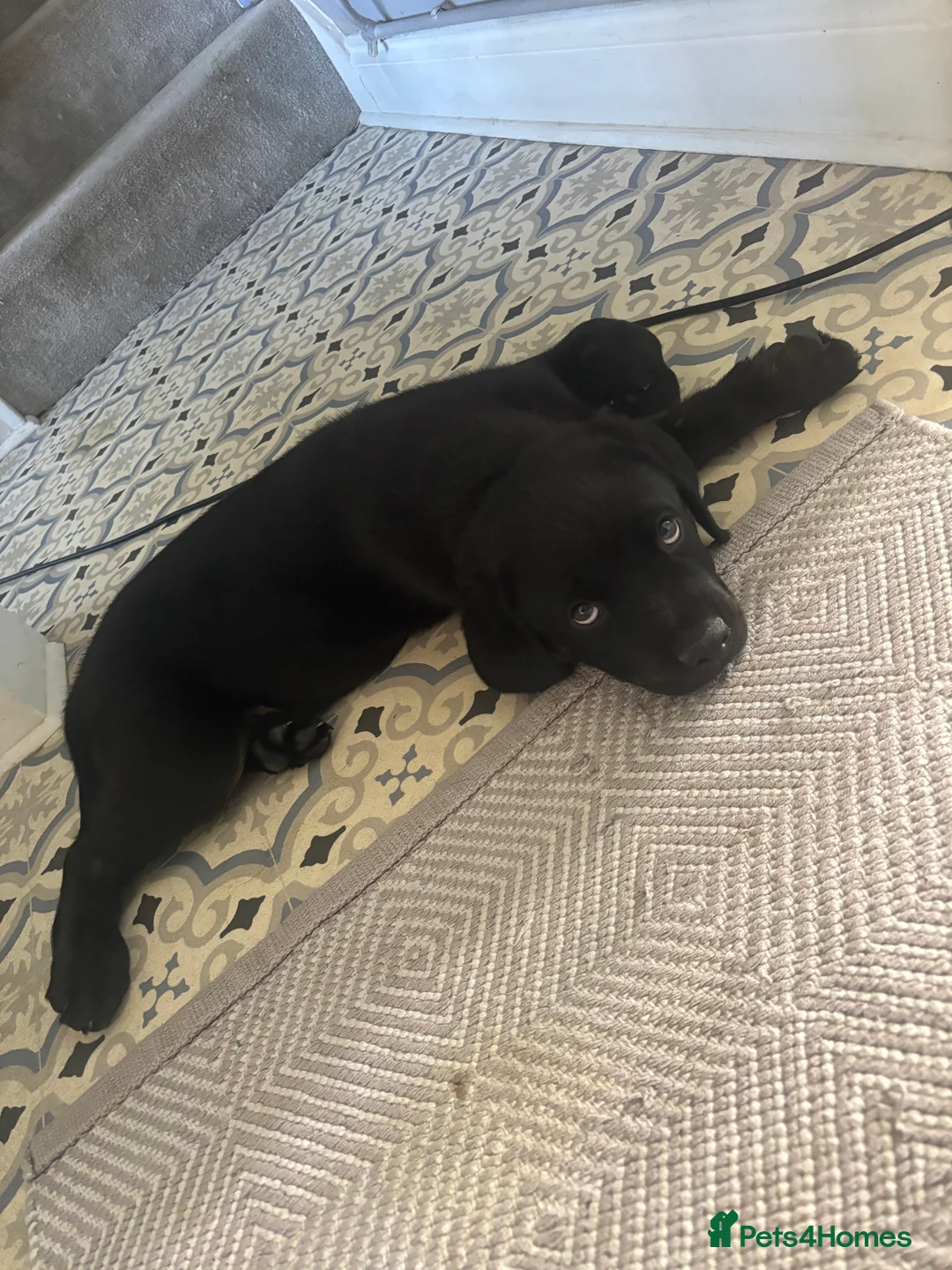 Mixed Breed dogs for sale: Rottweiler x Presa Canario - Advert 2