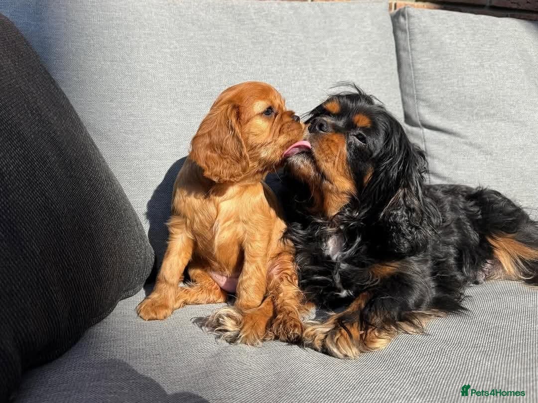 Cavalier King Charles Spaniel dogs Cavalier king Charles puppies - Advert 3