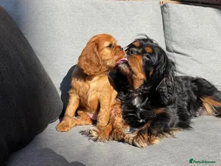 Cavalier King Charles Spaniel dogs Cavalier king Charles puppies - Advert 6