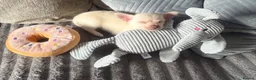 Chihuahua dogs for sale: 6 month old Female Chihuahua - Advert 17