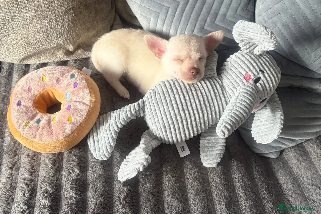 Chihuahua dogs for sale: 6 month old Female Chihuahua - Advert 17