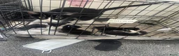 Mixed Breed cats for sale: 3 gorgeous kittens - Advert 21
