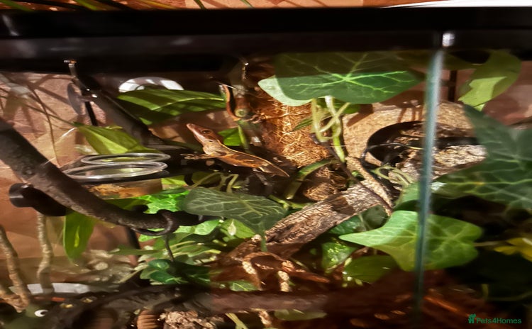 Lizard reptiles - Advert 1