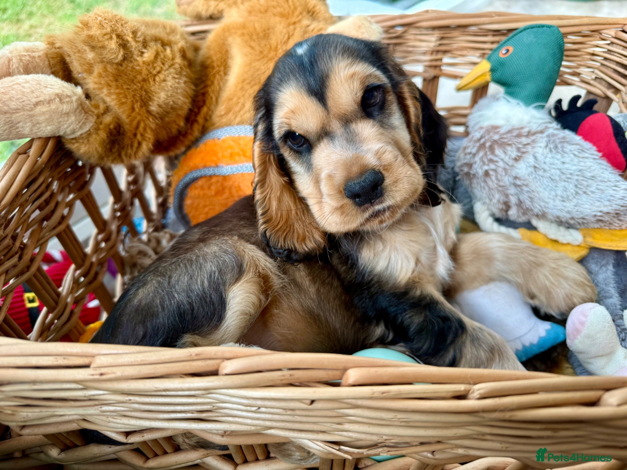 Cocker Spaniel dogs Outstanding show cocker spaniels - KC - Advert 2