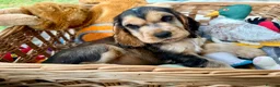 Cocker Spaniel dogs for sale: KC show cocker spaniel - last boy  - Advert 5