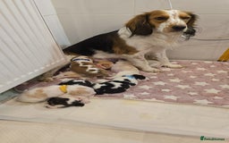 Beagle dogs for sale:  Beagles Puppies  - Image 8