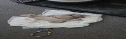 Bengal cats for sale: SNOW BENGALS TICA ACTIVE - Advert 4