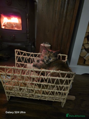 Maine Coon cats Stunning calico mainecoon kitten - Advert 8