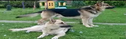 German Shepherd dogs for sale: KC reg Chunky bold liver bitch puppies  - Advert 10