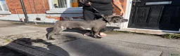 Cane Corso dogs for sale: Cane Corso Male  - Advert 11