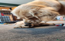 Golden Retriever dogs for sale: Home Coming Golden Retrevier Puppies. - Image 9