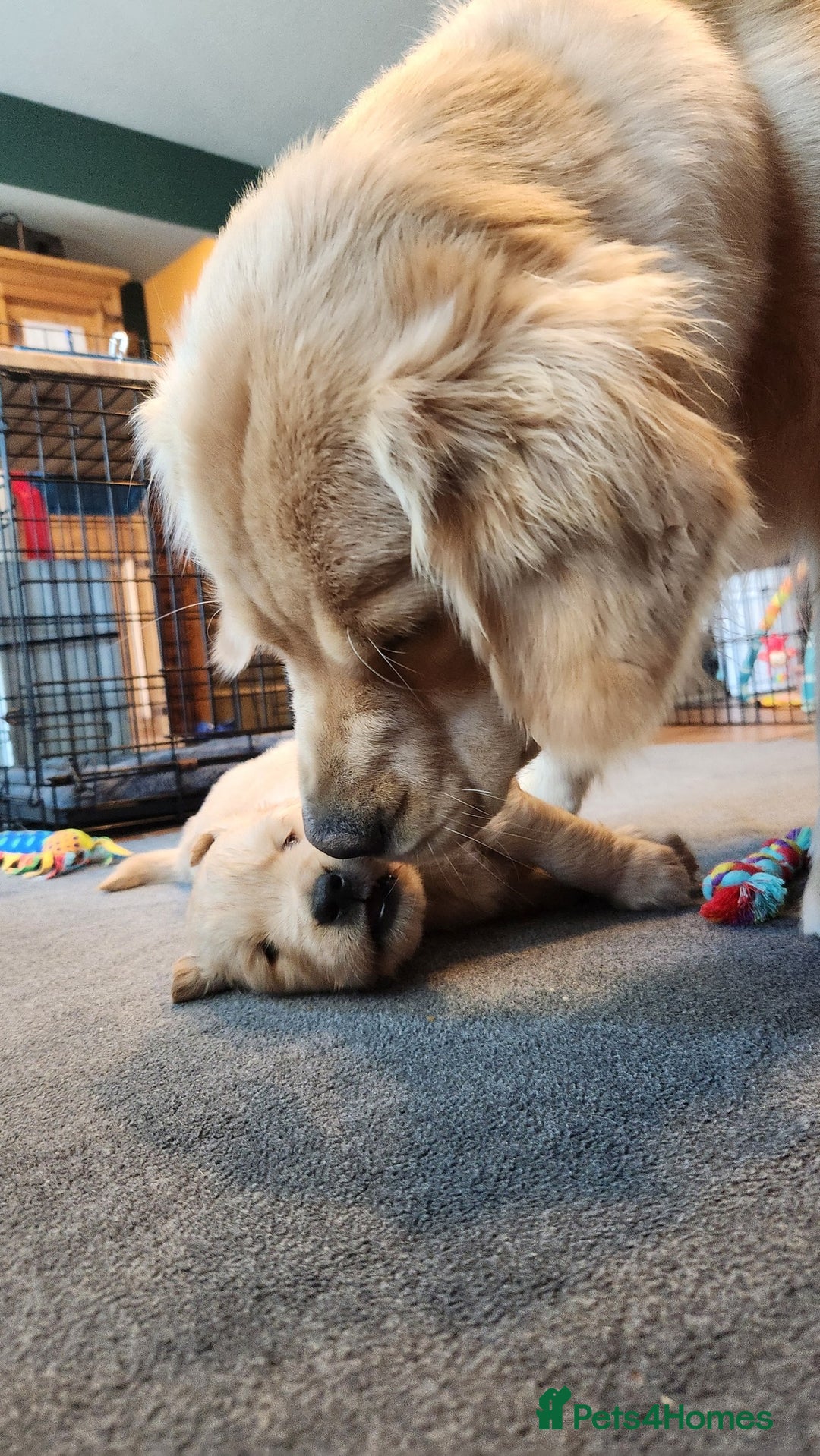 Golden Retriever dogs for sale: Home Coming Golden Retrevier Puppies. - Image 9