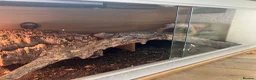 Bearded Dragon reptiles for sale: FEMALE BEARDED DRAGON WITH VIVARIUM  - Advert 2