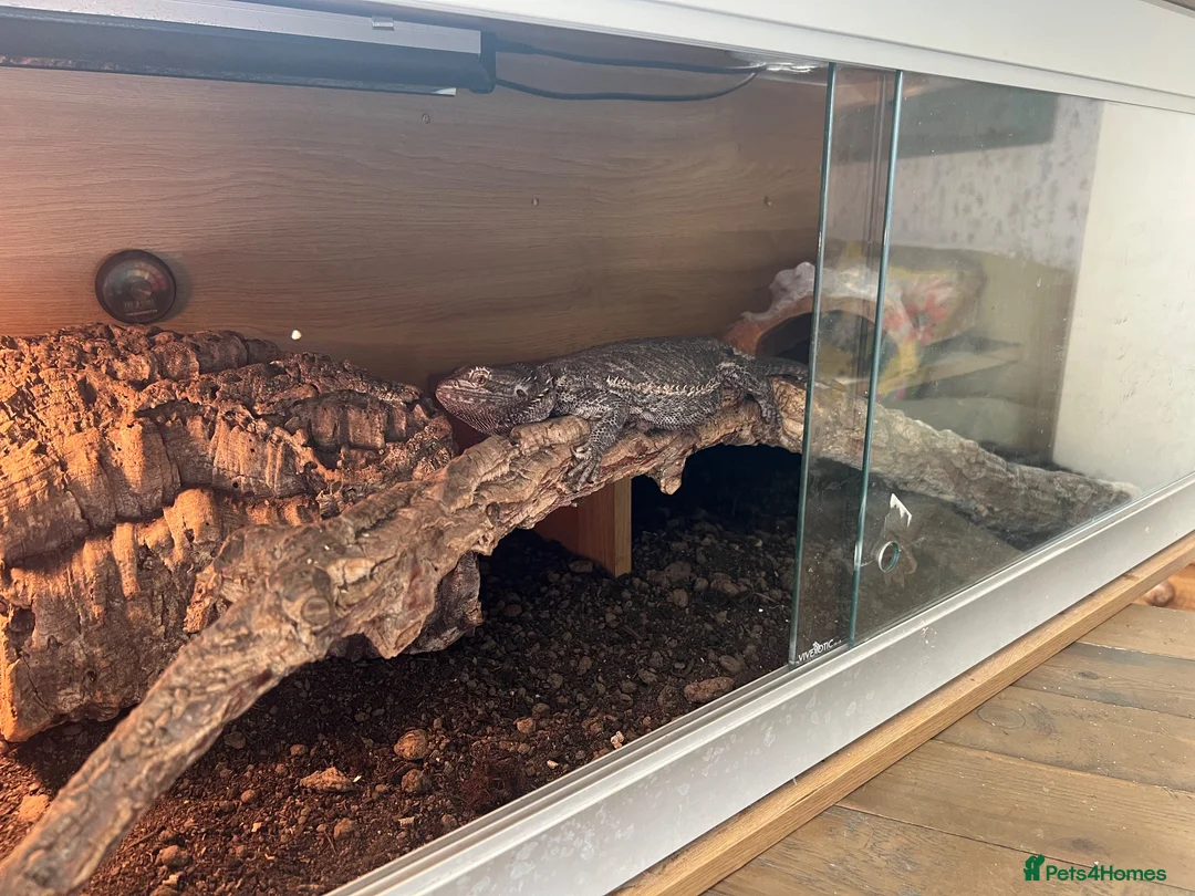 Bearded Dragon reptiles for sale: FEMALE BEARDED DRAGON WITH VIVARIUM  - Advert 2