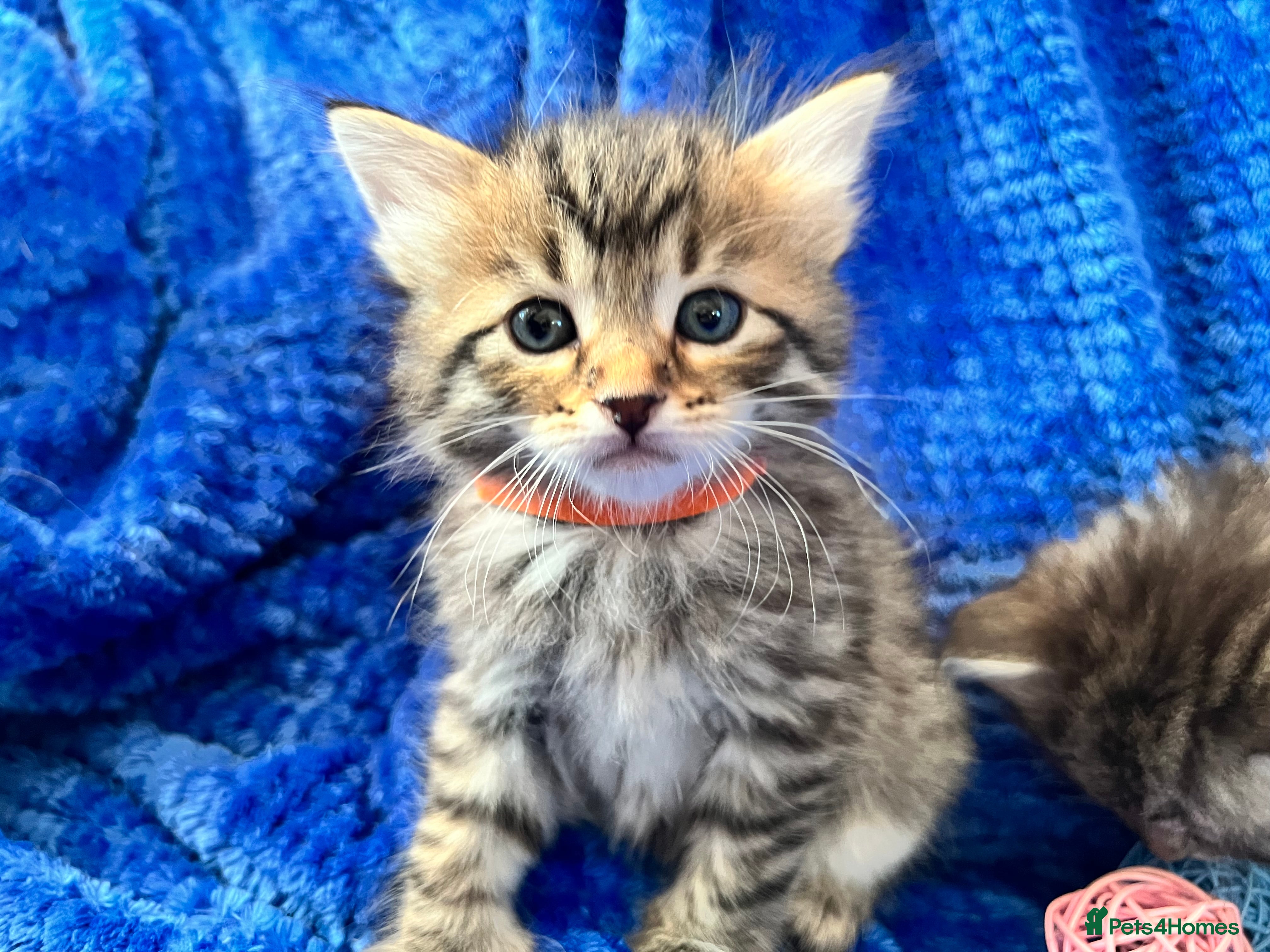 Siberian cats 🩶🩵Traditional Siberian Babies🩵🩶 - Advert 1