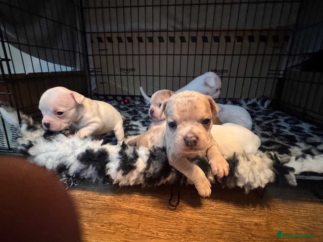 Mixed Breed dogs for sale: French bulldog x American bulldog Ready Now  - Advert 10
