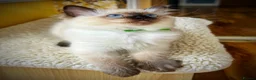 Ragdoll cats for sale: Seal colourpoint Ragdoll  - Advert 4