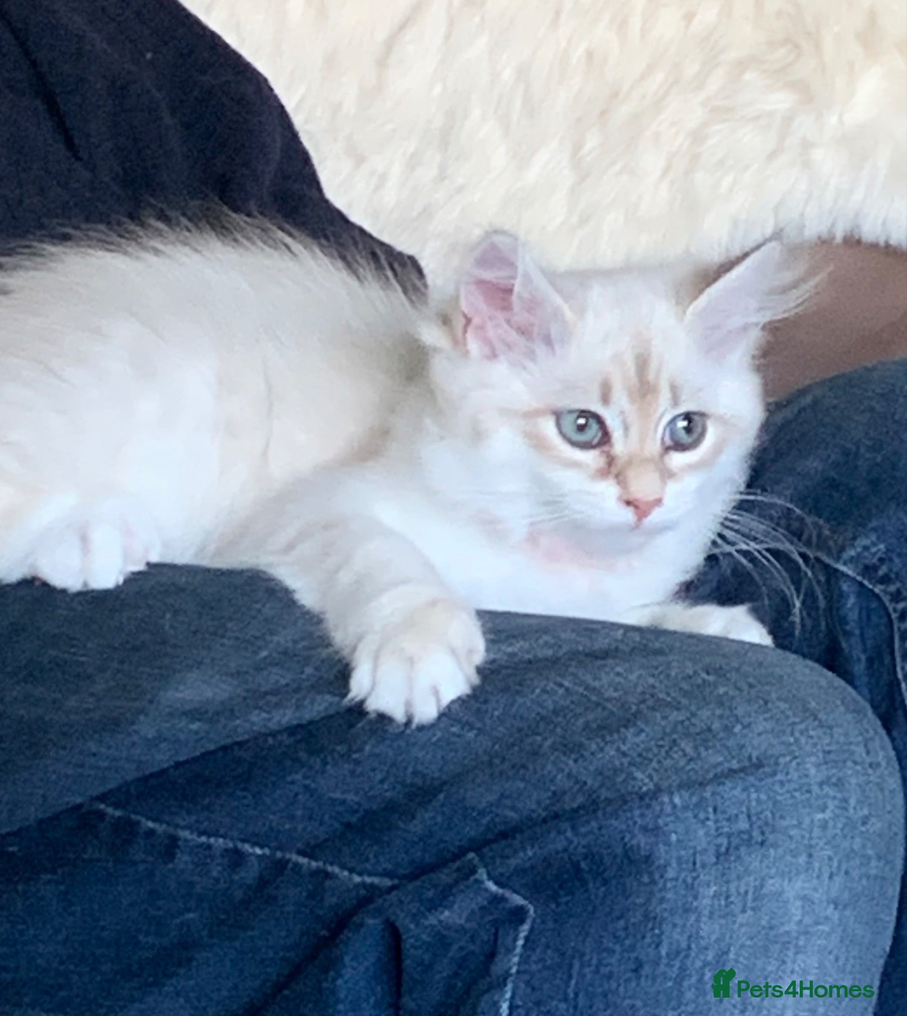 Siberian cats Siberian GCCF 2 males ready now  - Advert 8