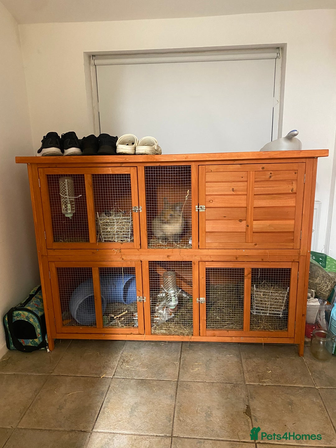 Lionhead rabbits for sale: 2 Lionhead bunnies. cage, carrier etc all included - Advert 3