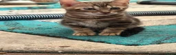 Bengal cats for sale: Bengal kittens pedigreed and registered - Advert 7