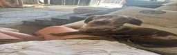 Dachshund dogs for sale: Gorgeous Dapple Dachshund  in Portsmouth - Advert 6