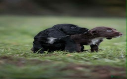 Cocker Spaniel dogs for sale: Litter of beautiful KC registered working cockers - Image 4