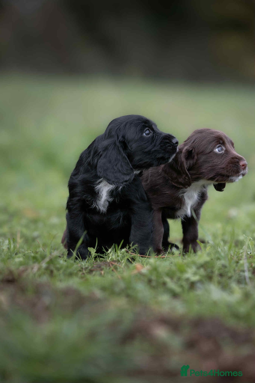 Cocker Spaniel dogs for sale: Litter of beautiful KC registered working cockers - Image 4