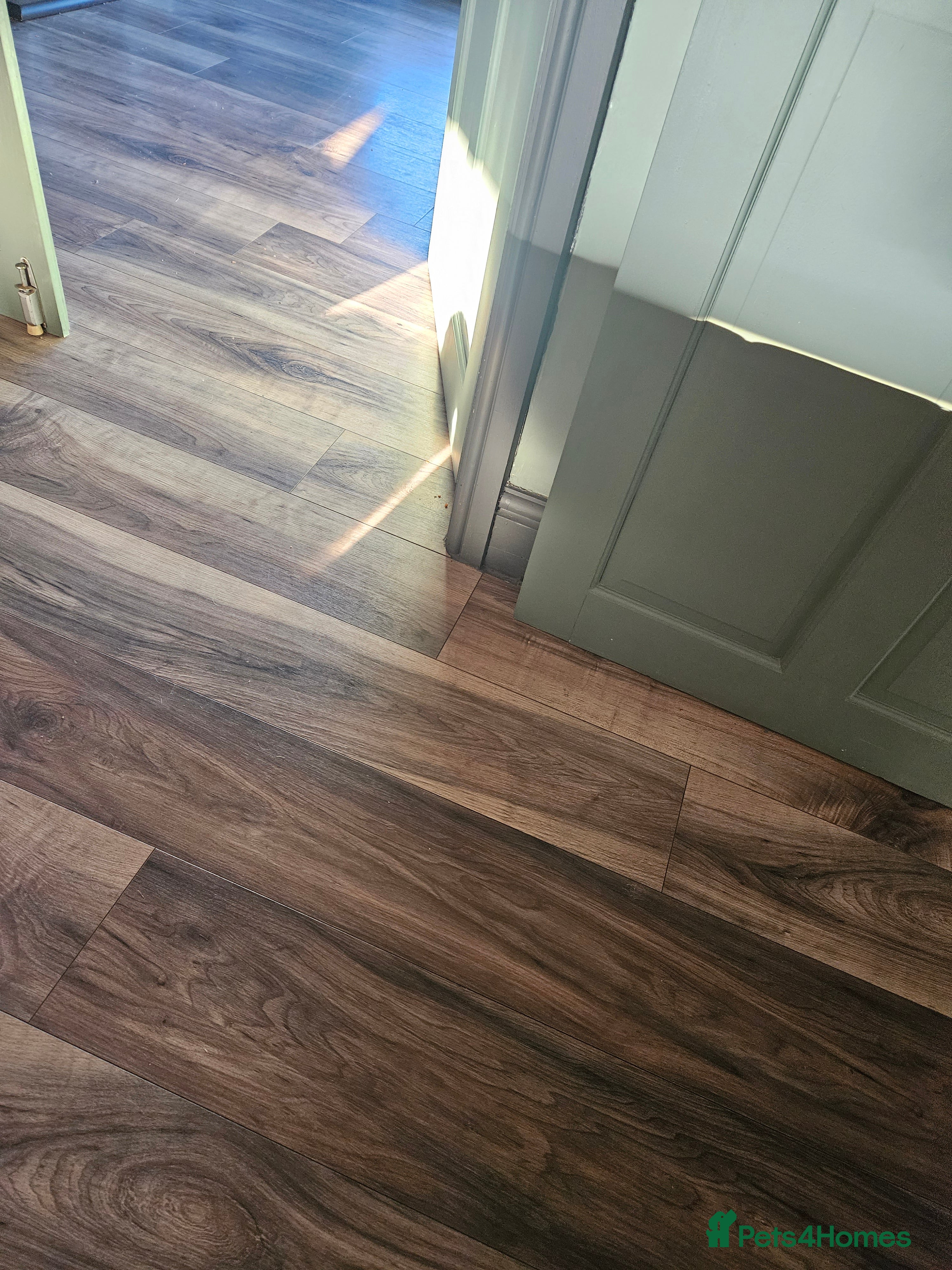 Mixed Breed rabbits * last one left** - Advert 15