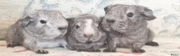 Guinea Pig rodents for sale: MEADOW SIDE CAVIES BABY GUINEA PIGS HEREFORDSHIRE  - Advert 29