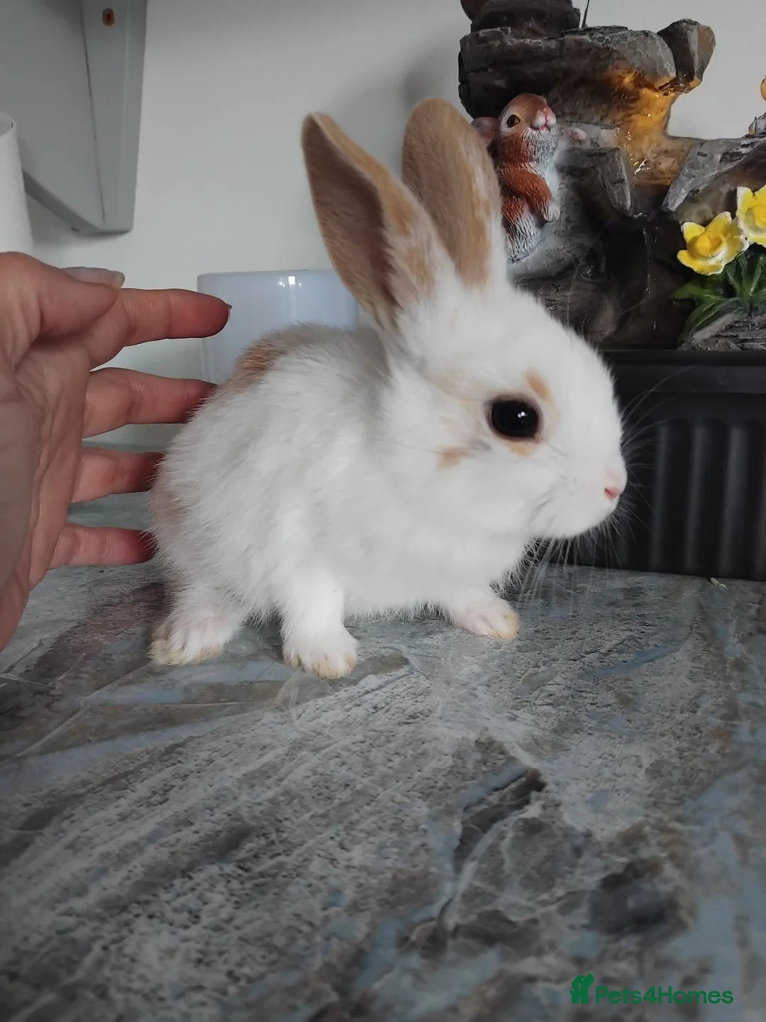 Mini Lop rabbits for sale: Baby lops - Advert 2