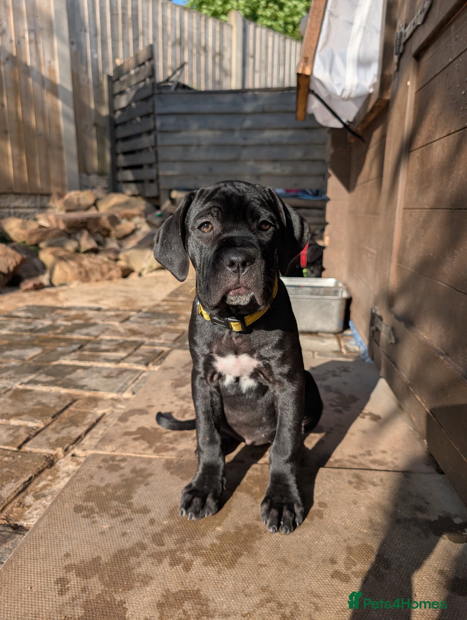 Cane Corso dogs Black female cane corsos puppies  - Advert 1