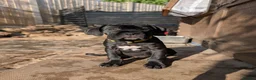 Cane Corso dogs for sale: Black female cane corsos puppies  - Advert 8