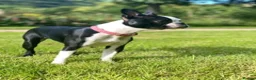 Boston Terrier dogs for stud: Boston Terrier required  - Advert 3