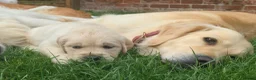 Golden Retriever dogs for sale: 5* Golden Retriver puppies - Advert 13