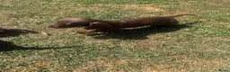 Miniature Dachshund dogs for sale: Tan Miniature dachshunds  - Advert 7