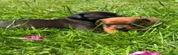 Mixed Breed dogs for sale: Pug X Dachund puppies - Advert 10