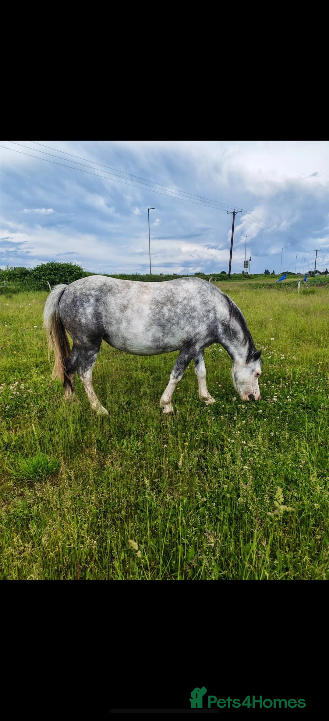 Welsh Section A horses for sale: Flo is looking for a full loan home  - Advert 1