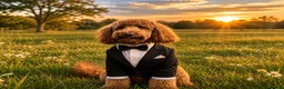 Toy Poodle dogs for stud: Stunning Red Toy Poodle Carlos for stud  - Advert 1
